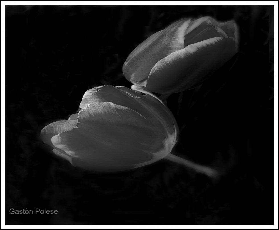 "Tulipanes en BN" de Gaston E. Polese