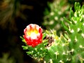 Flor del cactus