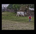 Correteando a la vaca