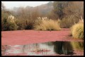 El pequeo lago rojo
