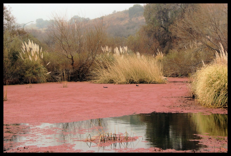 "El pequeo lago rojo" de Jorge Muoz Graf