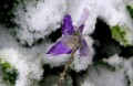 Violeta despus de la nevada
