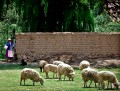 La pastora y su rebao