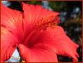 Hibiscus (foto 2 de dos)