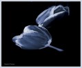 Tulipanes Azul