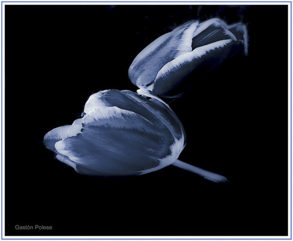 "Tulipanes Azul" de Gaston E. Polese