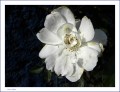 Cultivo una rosa blanca`