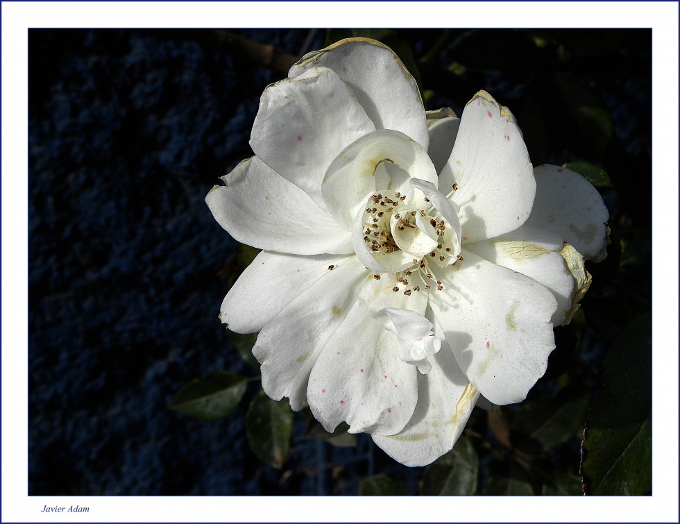 "Cultivo una rosa blanca`" de Javier Adam
