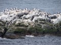 Pinguinos en el canal del Beagle