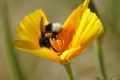 Abejorro colectando polen