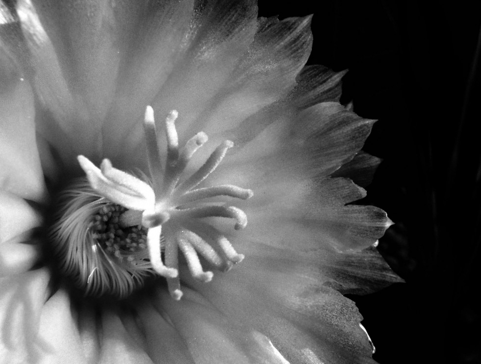 "Flor de cactus" de Virginia Rapallini