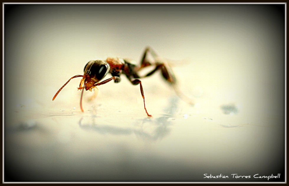 "Una hormiga en tu plato !!!!" de Sebastin Torres Campbell