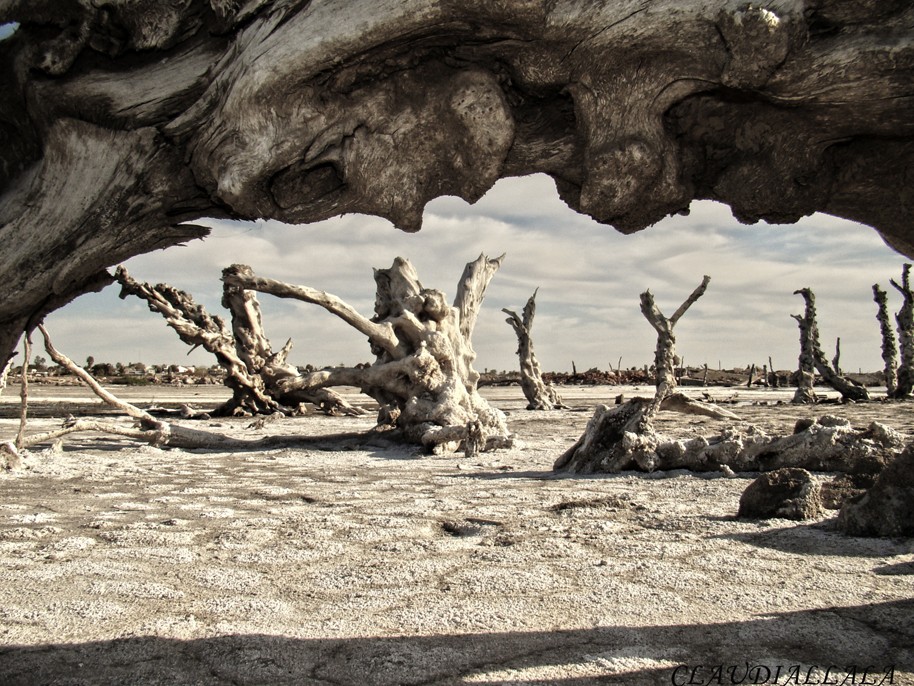 "Solo troncos quedaron..." de Claudia Alejandra Allala