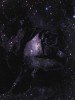 Constelacin `Rosa Negra`