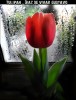 Tulipan - Diaz de vivar gustavo