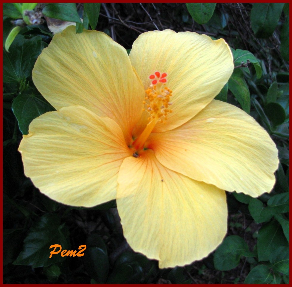 "Hibiscus amarillo" de Enrique M. Picchio ( Pem )