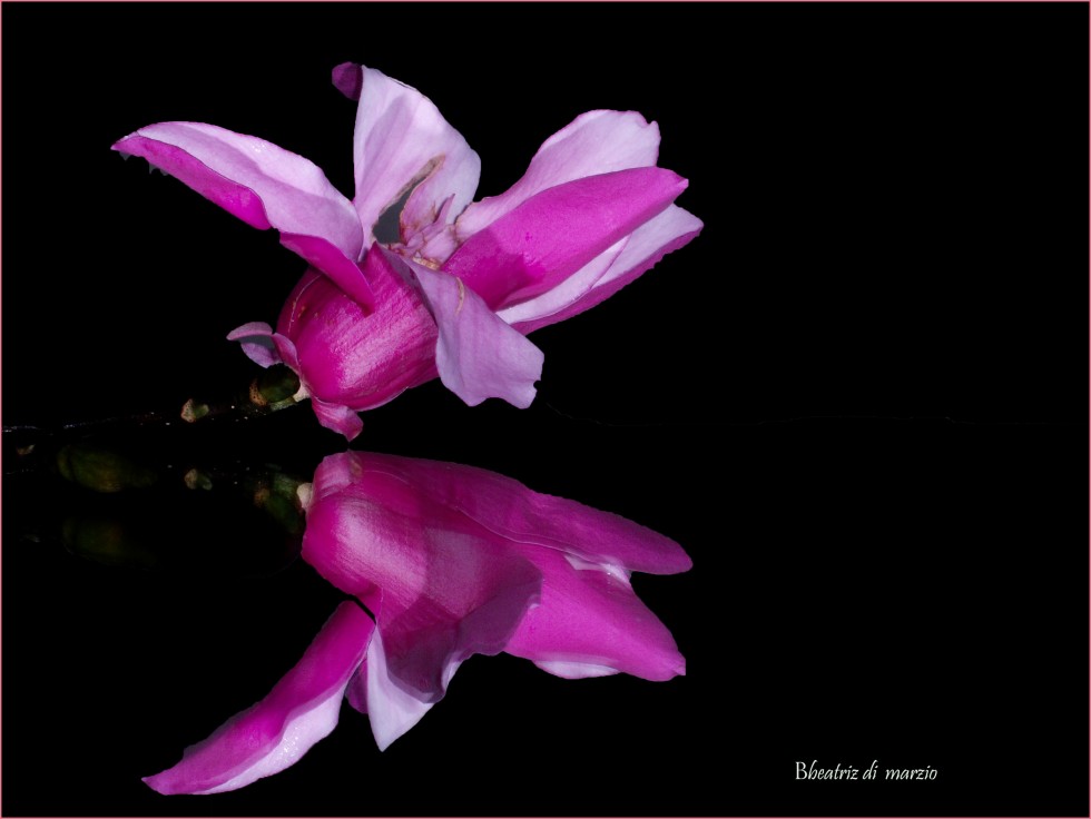 "-magnolia foscata." de Beatriz Di Marzio