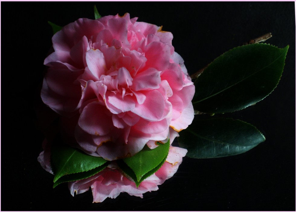 "gardenia -jazminoide -rosa- para `virginianos`." de Beatriz Di Marzio