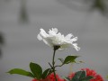 Cultivo una rosa blanca
