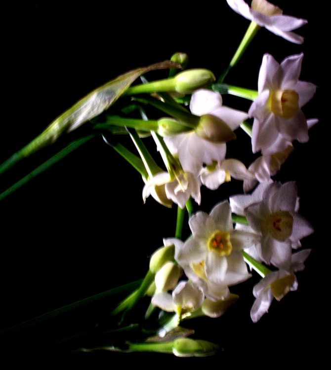 "ya viene la primavera ....Narcisos....." de Beatriz Di Marzio
