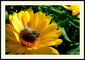 Peligro en patio...abejas libando