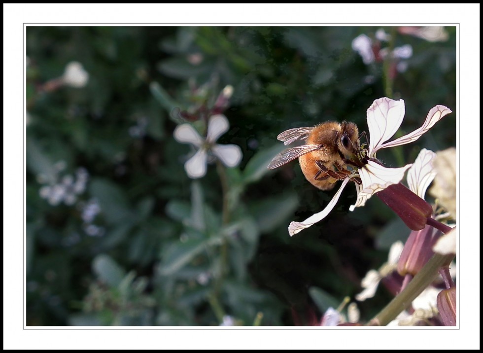 "Otra vez en el patio a la busca de las abejas" de Gerardo Saint Martn