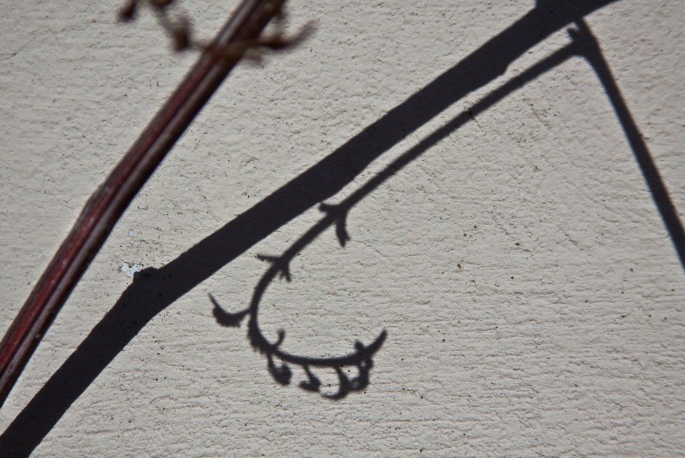 "shadow on the wall" de Carmen Nievas