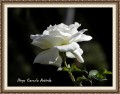 Cultivo una rosa blanca II