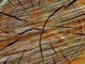 abstracto - Textura madera -
