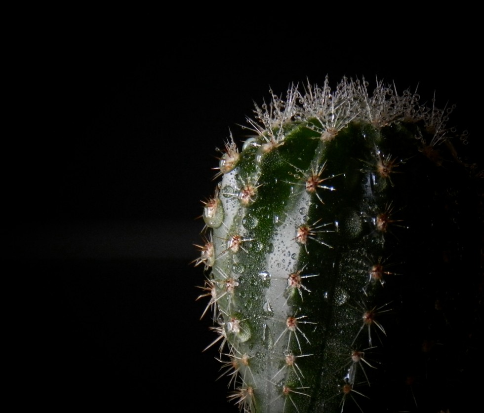 "Cactus" de Lorna Aguirre