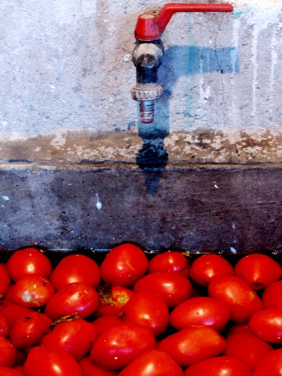 "tomates" de Adriana Diaz