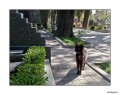Gato egipcio de cementerio rosarino