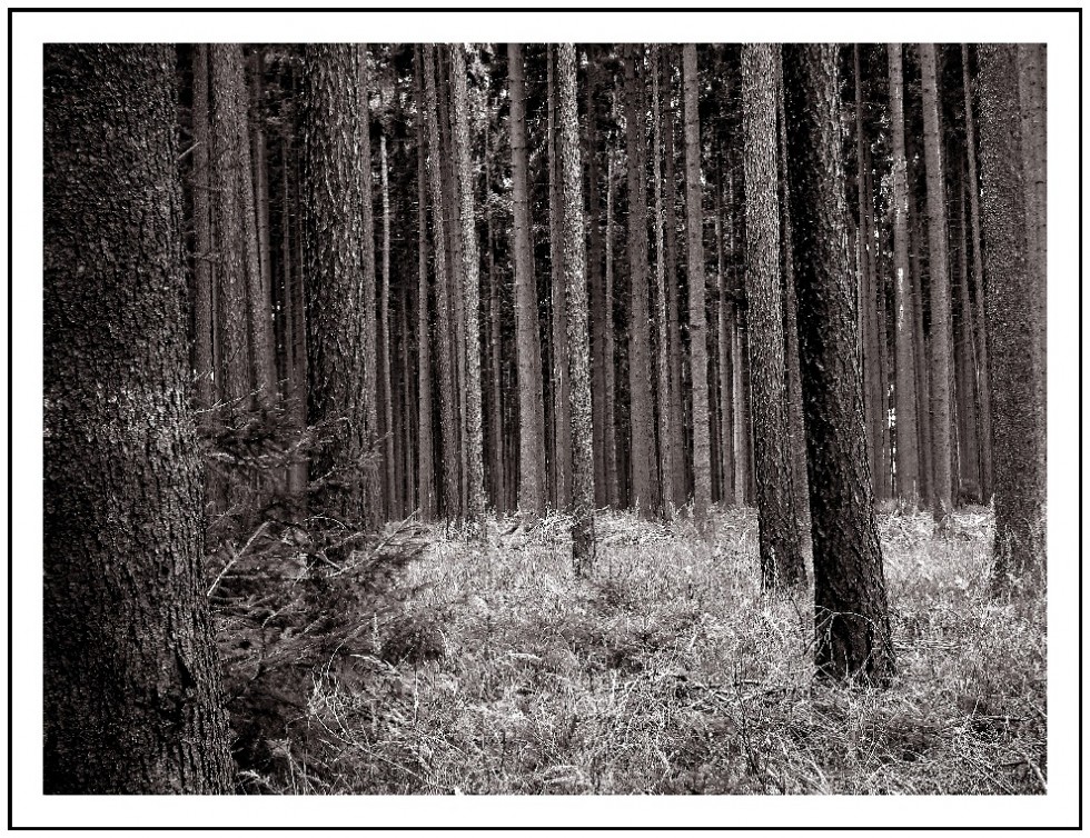 "Bosque de pinos" de Gerardo Saint Martn