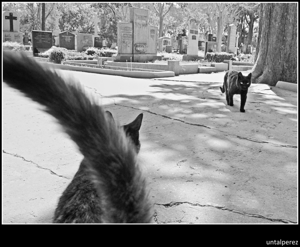 "Gatos de cementerio (2)" de Daniel Prez Kchmeister