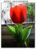 Tulipan II - Diaz de vivar gustavo