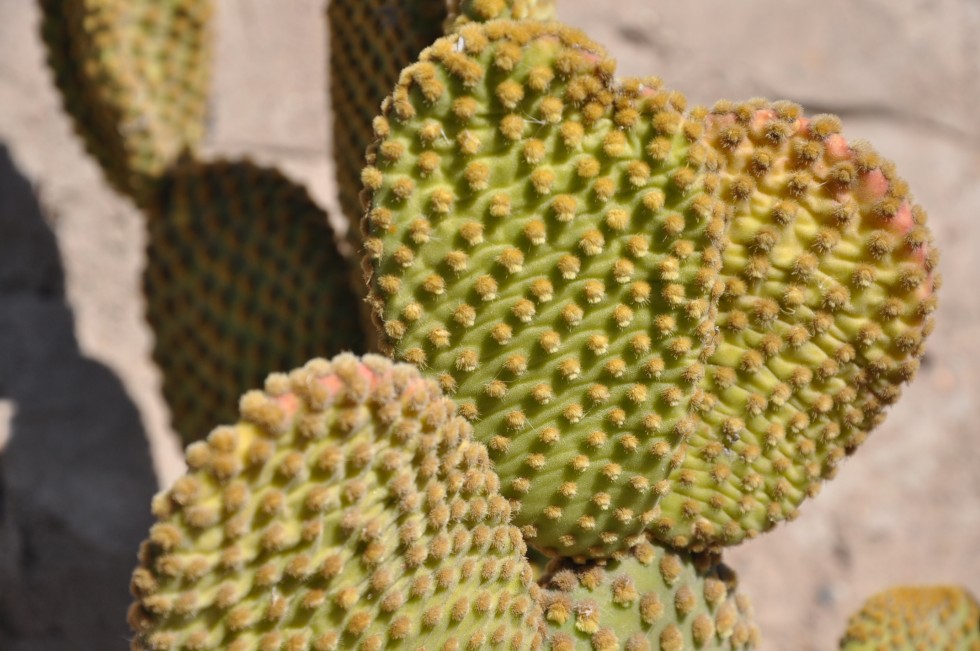 "cactus" de Jose Alberto Vicente