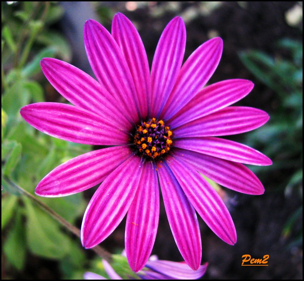 "Otra belleza floral de primavera." de Enrique M. Picchio ( Pem )