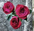 Tres Rosas...