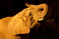 Elefante en la noche