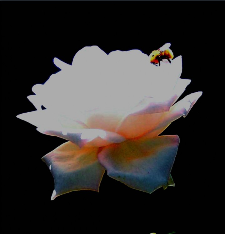 "la rosa y la abeja" de Ernesto Grun