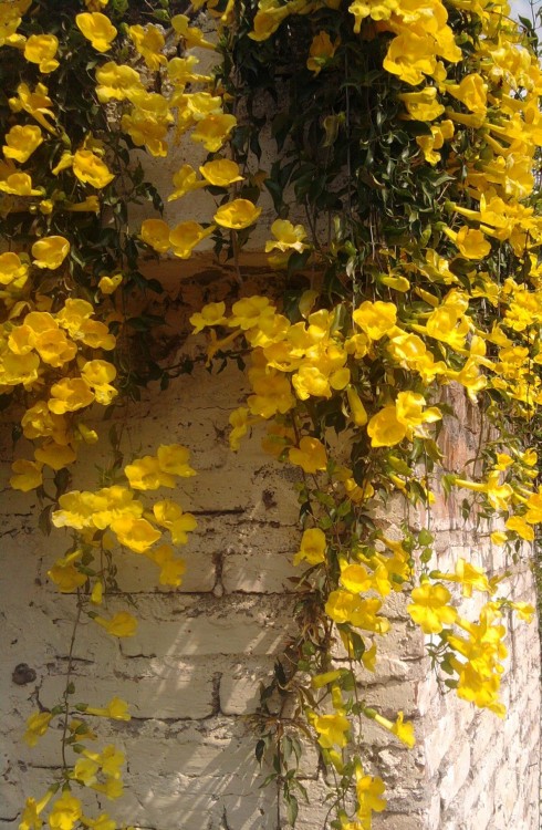 "flores amarillas.." de Analia Aumada