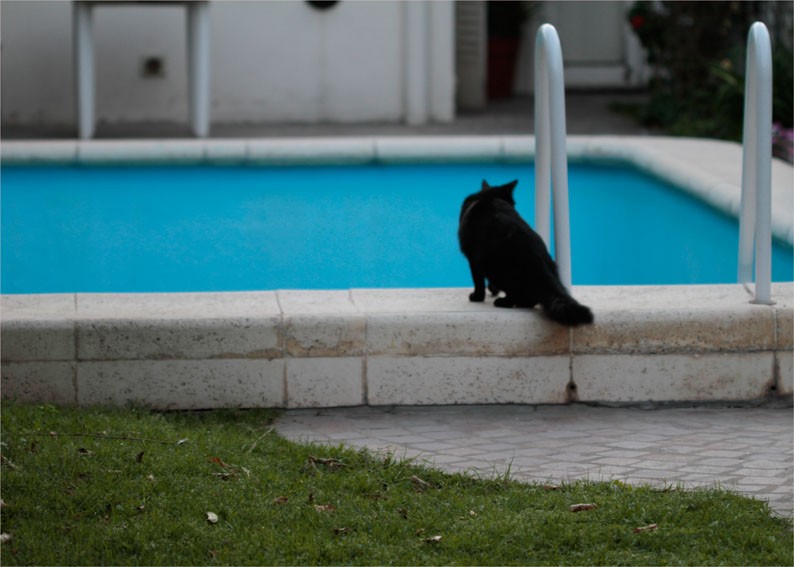 "gato negro" de Vernica Dana