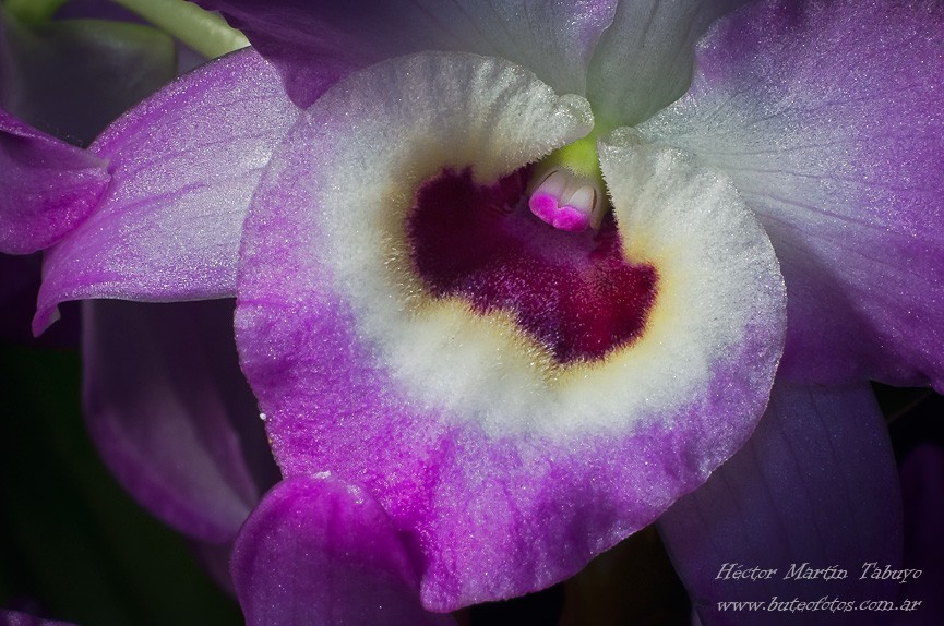 "Orquidea" de Hctor Martn Tabuyo