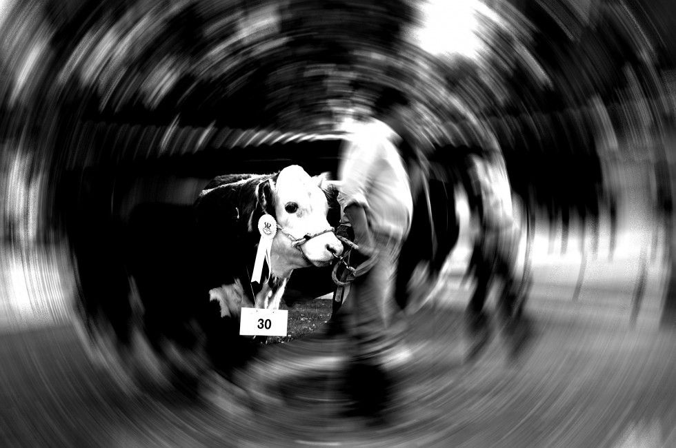 "La Vaca" de Jorge Linaza