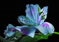 Florecilla azul