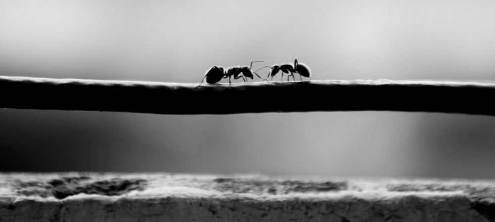 "Encuentro de dos hormigas!!" de Valeria Blanc