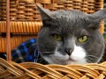 Un gato en la canasta