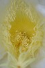 Algodon y polen