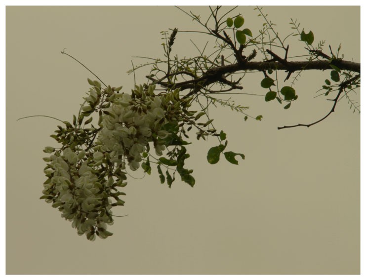 "flor de acacia" de Vernica Dana