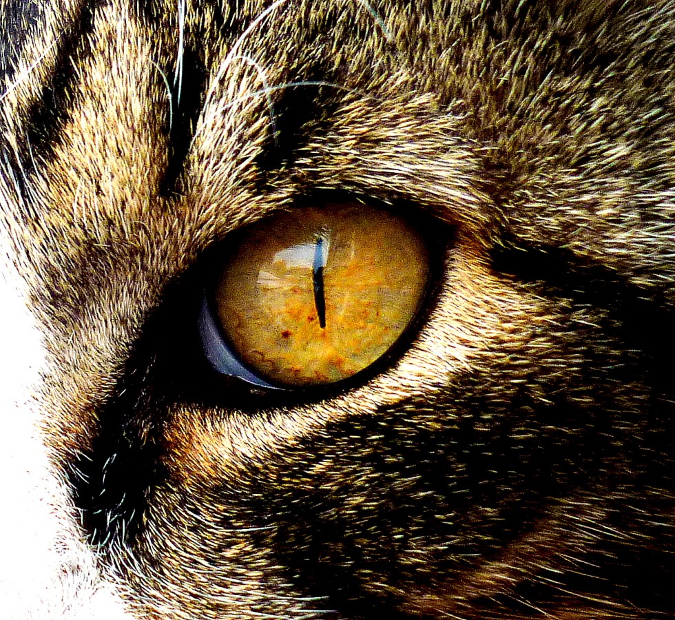 "ojo de gato" de Ricardo Picco